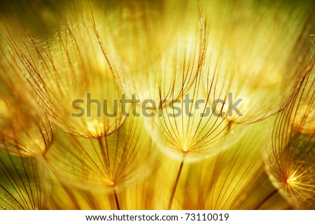Soft dandelions flower, extreme closeup, abstract spring nature background