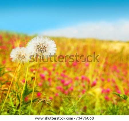 Dandelions flowers field, spring landscape of wildflower meadow
