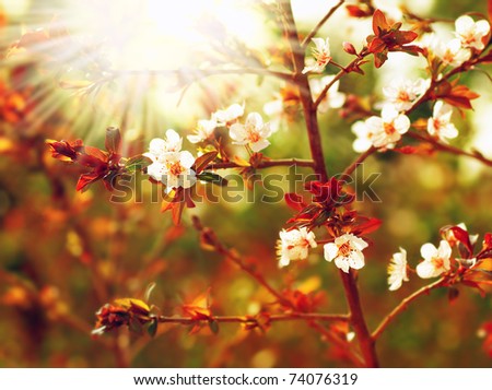 Almond tree blossom at spring over green natural background with sun light