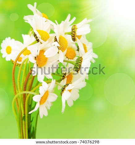 stock photo Fresh daisy flowers bouquet isolated over green bokeh