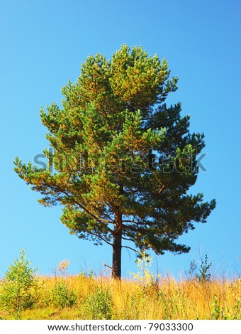 Single tree on the field, beautiful natural summer landscape, pine tree over blue sky