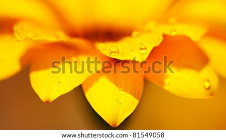 Abstract yellow flower background, extreme closeup on fresh wet daisy petals, macro details of nature, soft focus