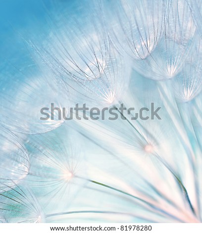 Blue abstract dandelion flower background, extreme closeup with soft focus, beautiful nature details