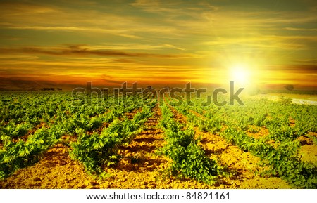 Vineyard autumn landscape, bright sunset at the valley of grapes, agricultural industry at harvest season, healthy organic fruits growing on the field