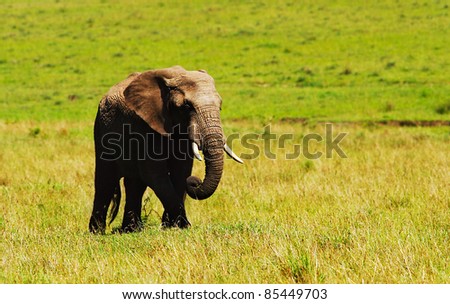Big African wild elephant, walking in Savanna, game drive, wildlife safari, animals in natural habitat, beauty of nature, Kenya travel, Masai Mara