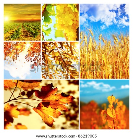 Autumn nature collage, collection of beautiful images of growing fruits, wheat and falling old dry tree leaves, seasonal time of the year, agriculture at harvest