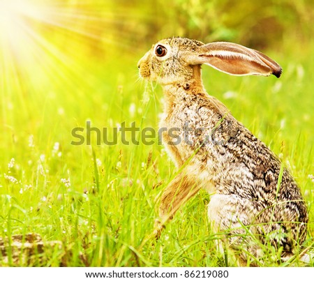 Wild african hare, sitting on the flower field, game drive, wildlife safari, animals in natural habitat, beauty of nature, Kenya travel, Masai Mara