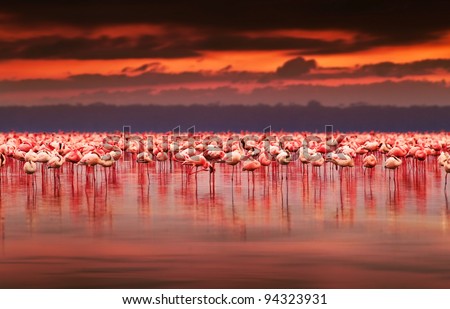African Flamingos In The Lake Over Beautiful Sunset, Flock Of Exotic Birds At Natural Habitat, Africa Landscape, Kenya Nature, Lake Nakuru National Park Reserve