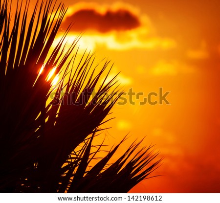 Palm tree leaves silhouette on beautiful orange sunset background, abstract floral border, tropical nature, exotic island, summer holidays and vacation concept