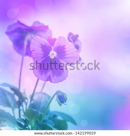 Beautiful purple pansies flowers isolated on blue blurred background, floral border, gentle hearts-ease, blooming nature, summer time season