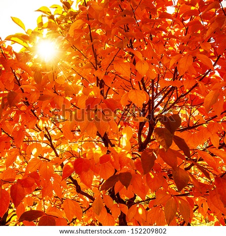 Natural Autumnal Background, Red Dry Tree Foliage, Beautiful Trees In The Park In Autumn, Bright Sun Light, Old Colorful Leaves, Fall Season