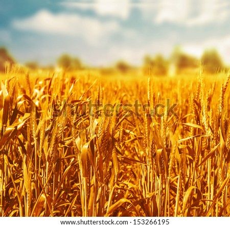 Beautiful wheat field over blue cloudy sky background, organic nutrition production, food industry, countryside landscape, harvest season concept
