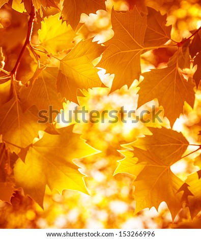 Dry autumnal leaves background, golden maple tree foliage, bright yellow sun shine, autumn park, seasons change, fall nature