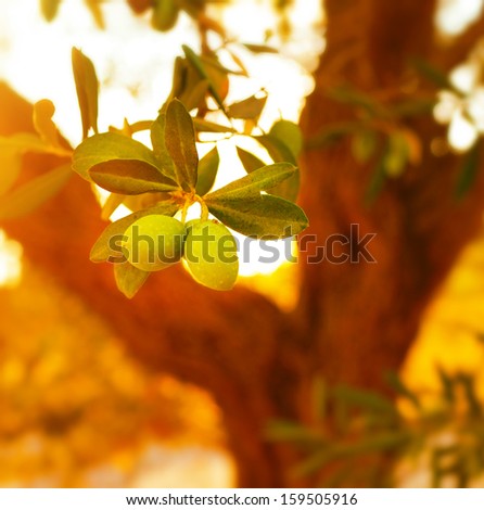 Closeup On Olive Tree Branch, Fresh Ripe Fruits, Healthy Nutrition, Organic Food, Warm Sunset Light, Soft Focus, Autumn Harvest Season