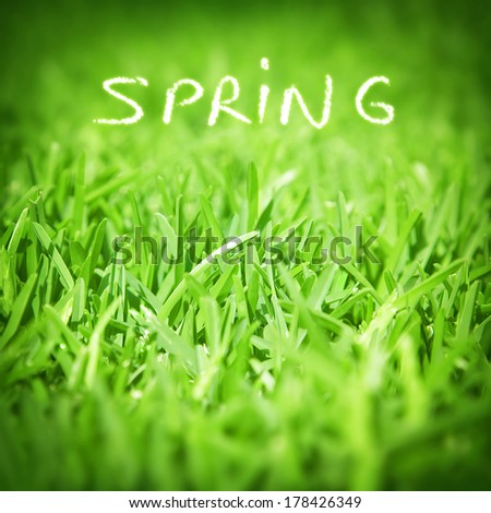 Spring green grass background, fresh natural textured wallpaper, floral backdrop, beautiful springtime nature, ecology of earth concept