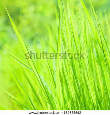 Fresh green grass background, abstract floral backdrop, beauty of nature, sunny day, spring season, soft focus, growing plant