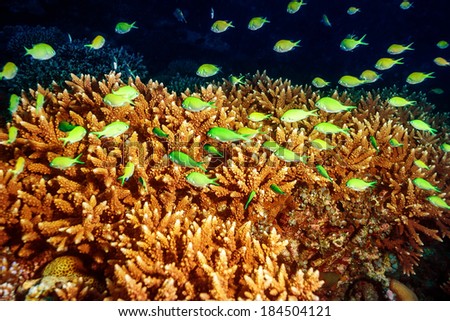 Beautiful marine life, abstract natural background, beauty of Indian ocean, many little green exotic fishes and coral garden under water