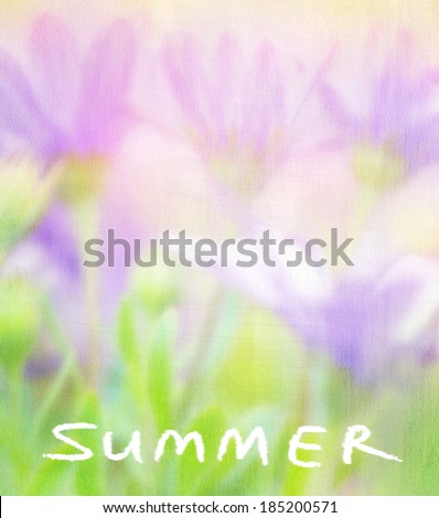 Summer flowers card, soft focus photo of gentle purple daisies, beautiful fresh field, floral background, beauty of nature concept