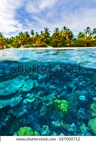 Beautiful marine life, abstract natural background, gorgeous coral garden underwater, tropical island with palm trees forest, beauty of wild nature