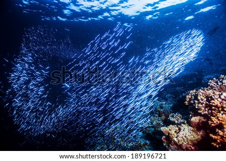 Group of little fishes swimming under water, blue transparent sea, abstract natural background, beauty of marine life