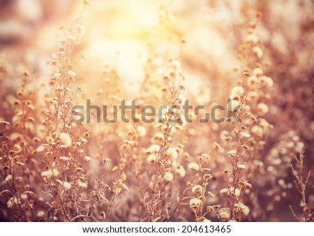 Beautiful floral field in sunny day, grunge style photo, abstract floral background, gorgeous mobile wallpaper, beauty of nature concept
