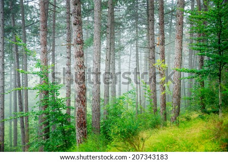Beautiful pine tree forest, abstract natural background, misty woods in the morning, amazing nature of Italy