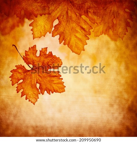 Grungy abstract autumnal background, old dry maple leaf falling down, beautiful orange foliage, autumn season, copy space, changing of nature concept