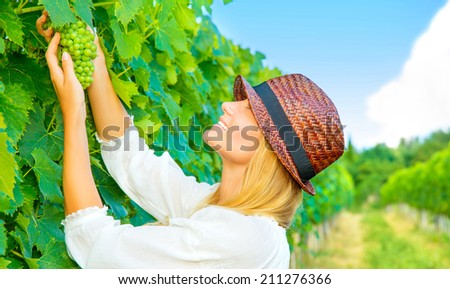 Woman pluck grape from the vineyard, cute young farmer, harvest season, Italian winery