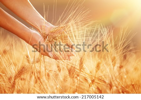Enjoying golden wheat field, woman\'s hands touching ripe grain stem in beautiful sunset light, autumnal harvest season
