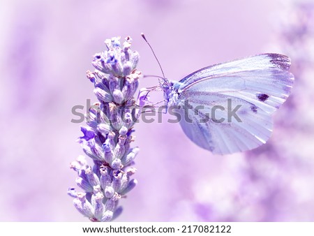 Gentle butterfly with light purple wings sitting on lavender flower, detail of flora and fauna, amazing wild nature concept
