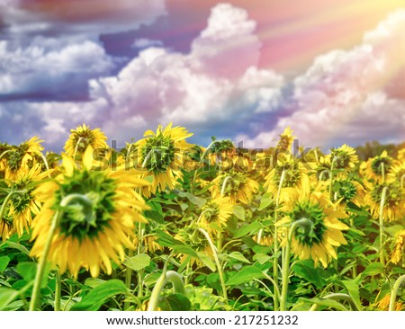 Beautiful sunflowers field in sunset light, gorgeous big yellow flowers, harvest season, beauty of autumn nature, farming and industry concept