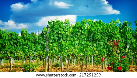 Beautiful vineyard in Europe, sunny day, Italian agricultural field, fresh green grape leaves, tasty sweet fruits, wine production concept