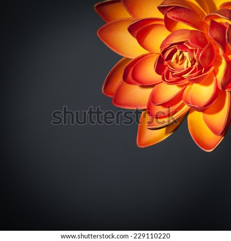 Beautiful orange lotus flower border isolated on black background, gorgeous japanese flower, exotic spa concept