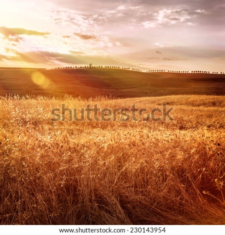 Beautiful autumn wheat field in bright sunset light, morning on Tuscany farmland, autumnal harvest season, bread producing concept, Italy