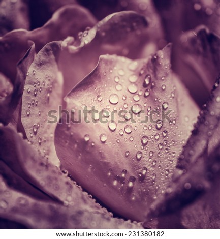 Vintage rose abstract floral background, water drops on purple rose petals, fresh gentle flower as romantic gift, Valentine day greeting card