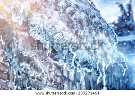 Abstract winter background, pine trees covered with snow, beautiful wintertime nature,  dreamy Christmas greeting card