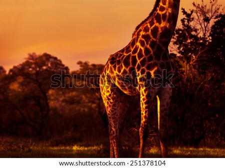 Gorgeous tall giraffe in bright orange sunset light, body part of animal with beautiful skin, beauty of african nature, exotic travel to South Africa