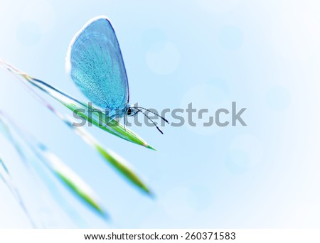Beautiful butterfly with blue wings outdoors over blue clear sky, pretty insect on fresh plant outdoors in spring time