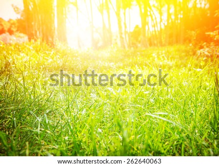 Fresh green grass field with bright sun light, sunny day in spring park, nature background, beautiful sunrise in the forest, selective focus
