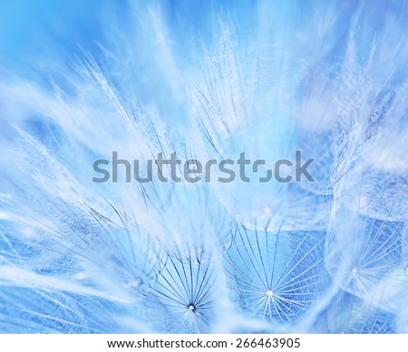 Abstract flower background, macro photo of a gentle blue dandelion backdrop, beauty of nature, spring time season