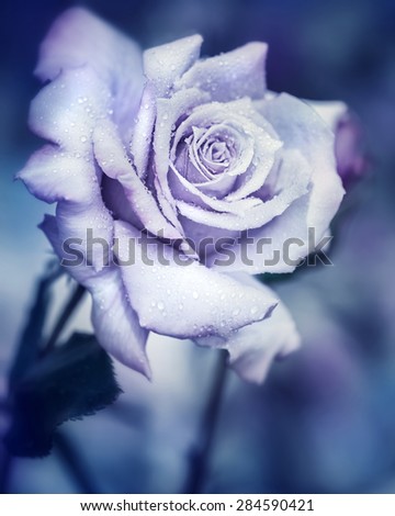 Vintage rose at night, beautiful gentle flower with raindrops under the moonlight, dreamy fantasy garden