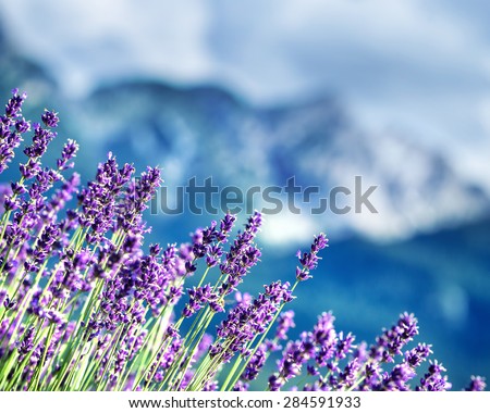 Lavender fields beneath French Alps, natural border of a beautiful little purple flowers, beauty of gorgeous nature of France