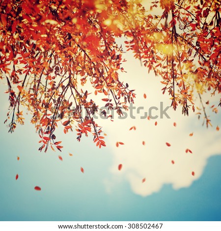 Beautiful vintage autumn background, autumnal tree border with falling down old leaves over blue cloudy sky, abstract natural background, nature at fall