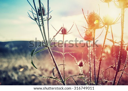 Thistle on sunset, thorny weed growing on wild field, beauty of wild nature, amazing landscape, autumn season