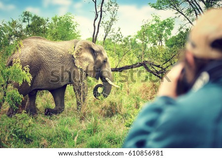 Photographer taking pictures of an African elephants, wild animal, safari game drive, Eco travel and tourism, Kruger national park, South Africa