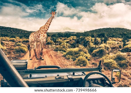 Wildlife african safari, beautiful wild giraffe, great animal in natural habitat, summer vacation in savannah, eco travel and tourism, South Africa
