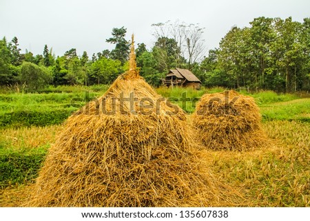 Dry rice trees and earthen house at the rice farm