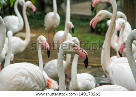 Group of Flamingos find a food in the river