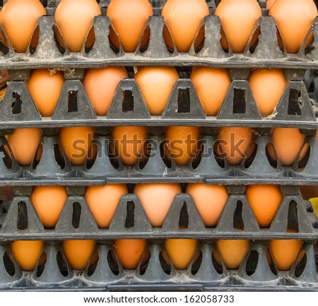 Chicken eggs in the plastic trays.
