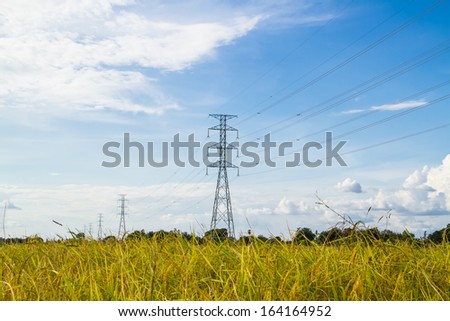Electric transmission tower in the golden rice field.